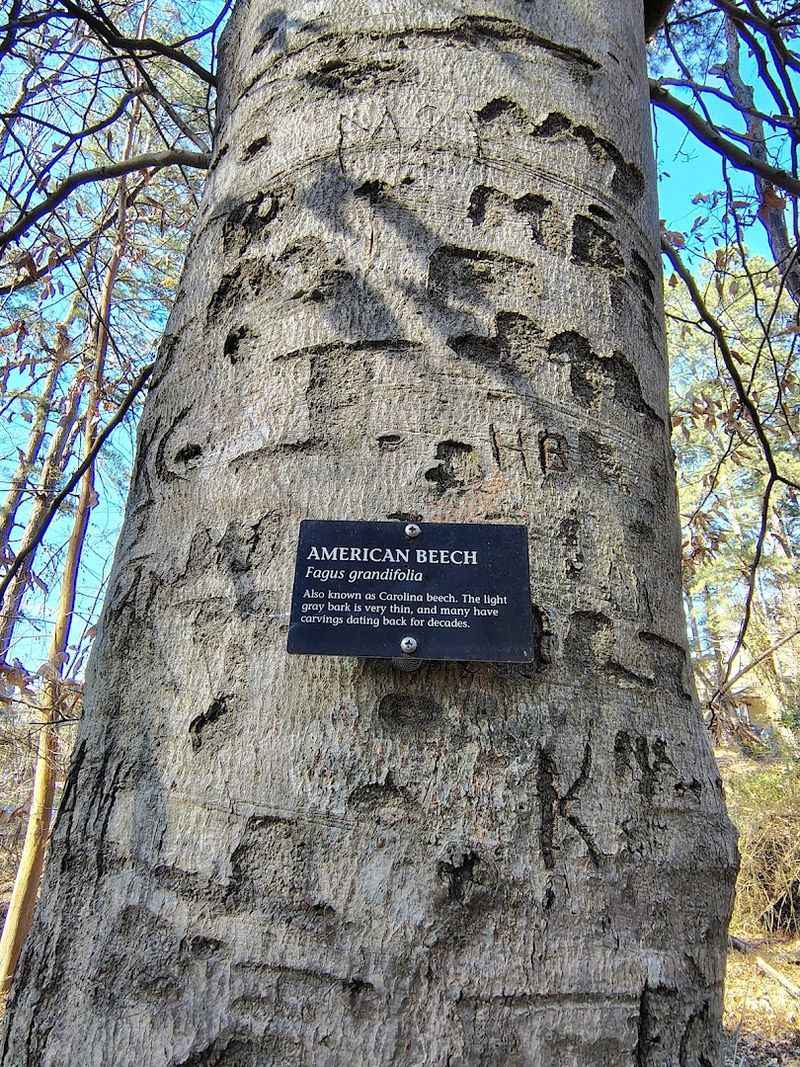 The Story Behind the Trees