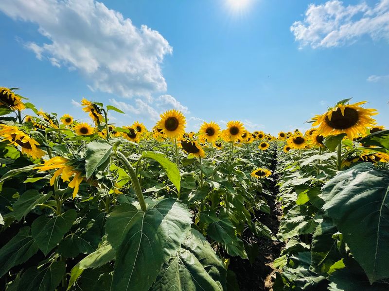 The Sunflower Maze That Steals the Show