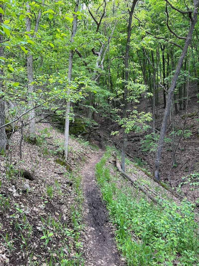 The Surprising Scale of the Trail Network