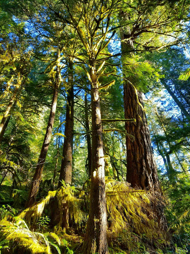 The Surrounding Willamette National Forest Setting The Surrounding Willamette National Forest Setting