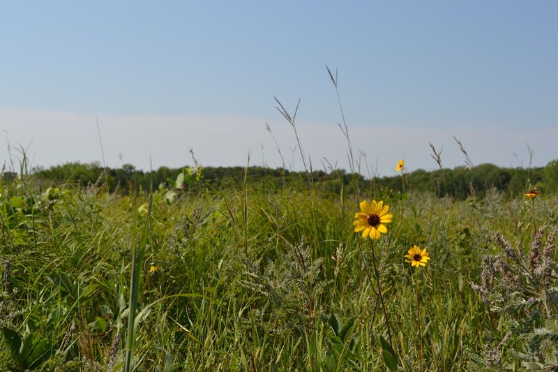 The Tallgrass Prairie: A Vanishing Landscape The Tallgrass Prairie: A Vanishing Landscape