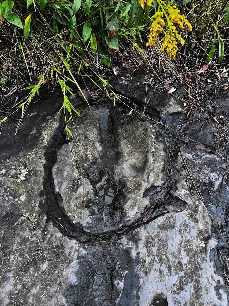 The Three Dinosaur Species That Left Their Mark The Three Dinosaur Species That Left Their Mark