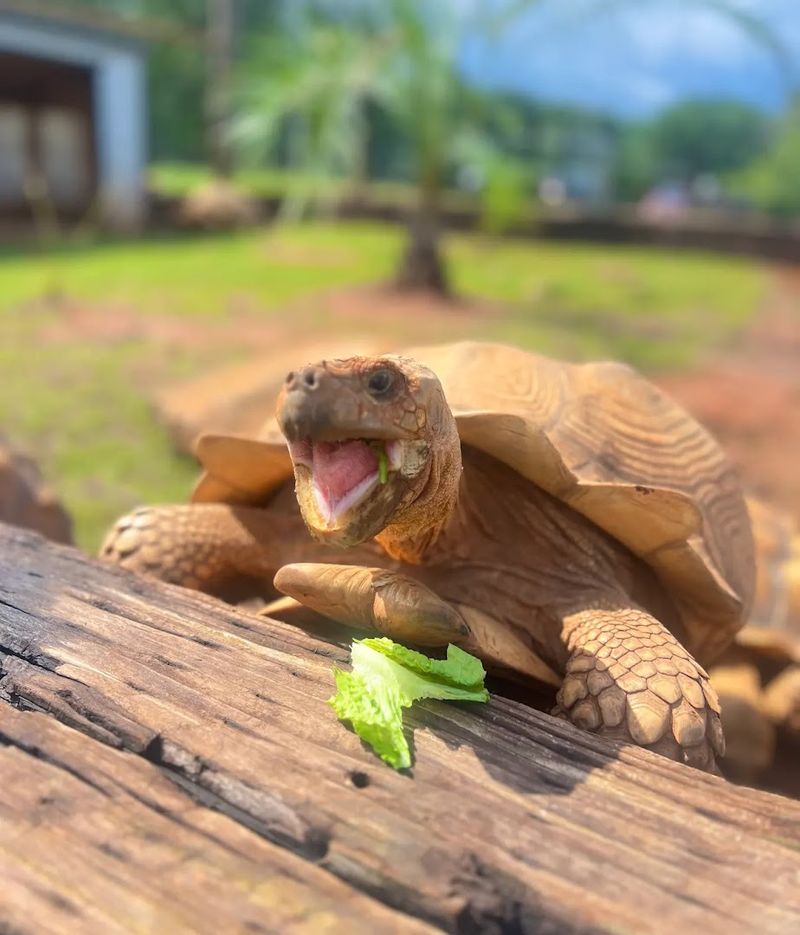 The Tortoises You Can Actually Touch The Tortoises You Can Actually Touch