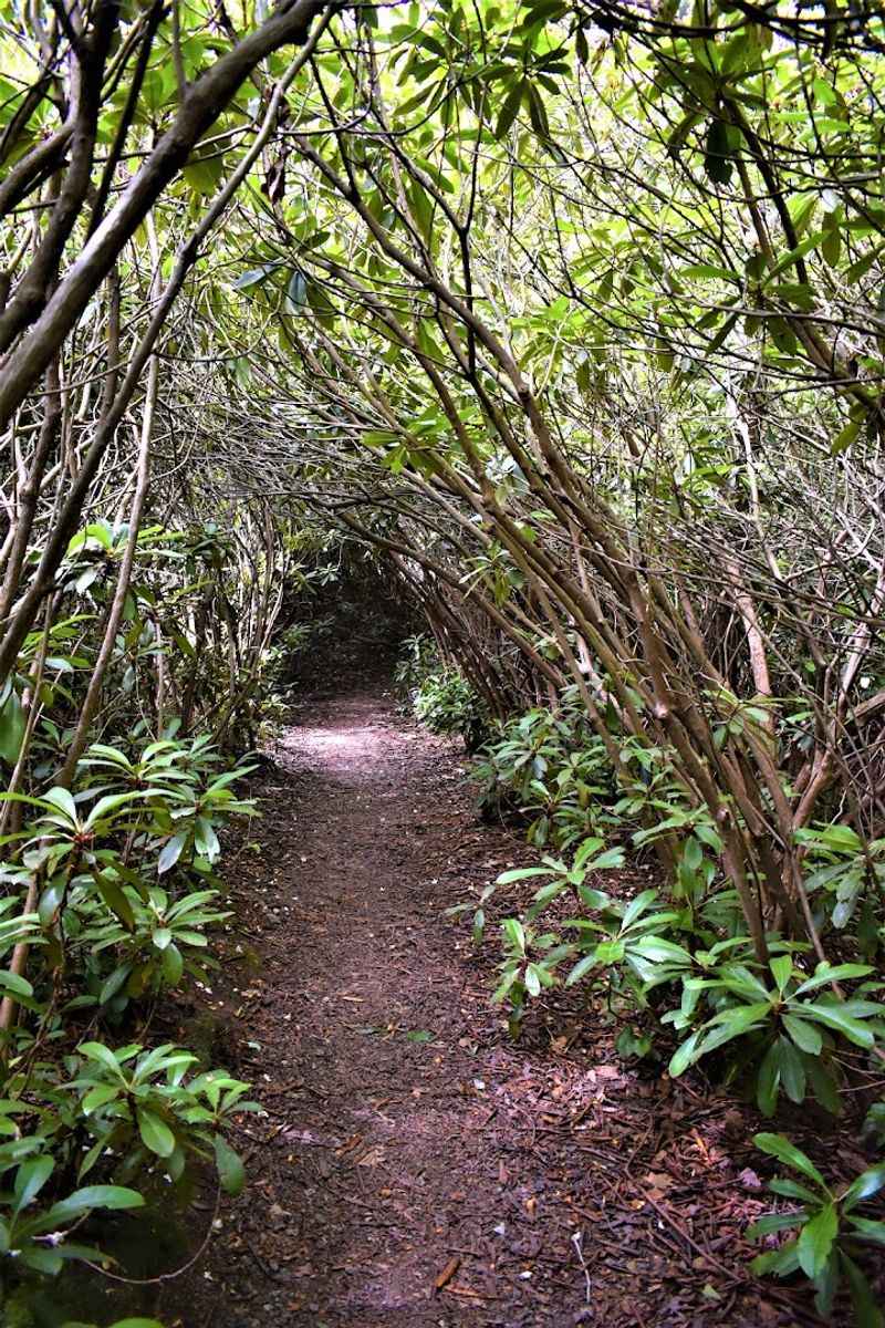 The Trail That Puts You Right Inside the Grove The Trail That Puts You Right Inside the Grove