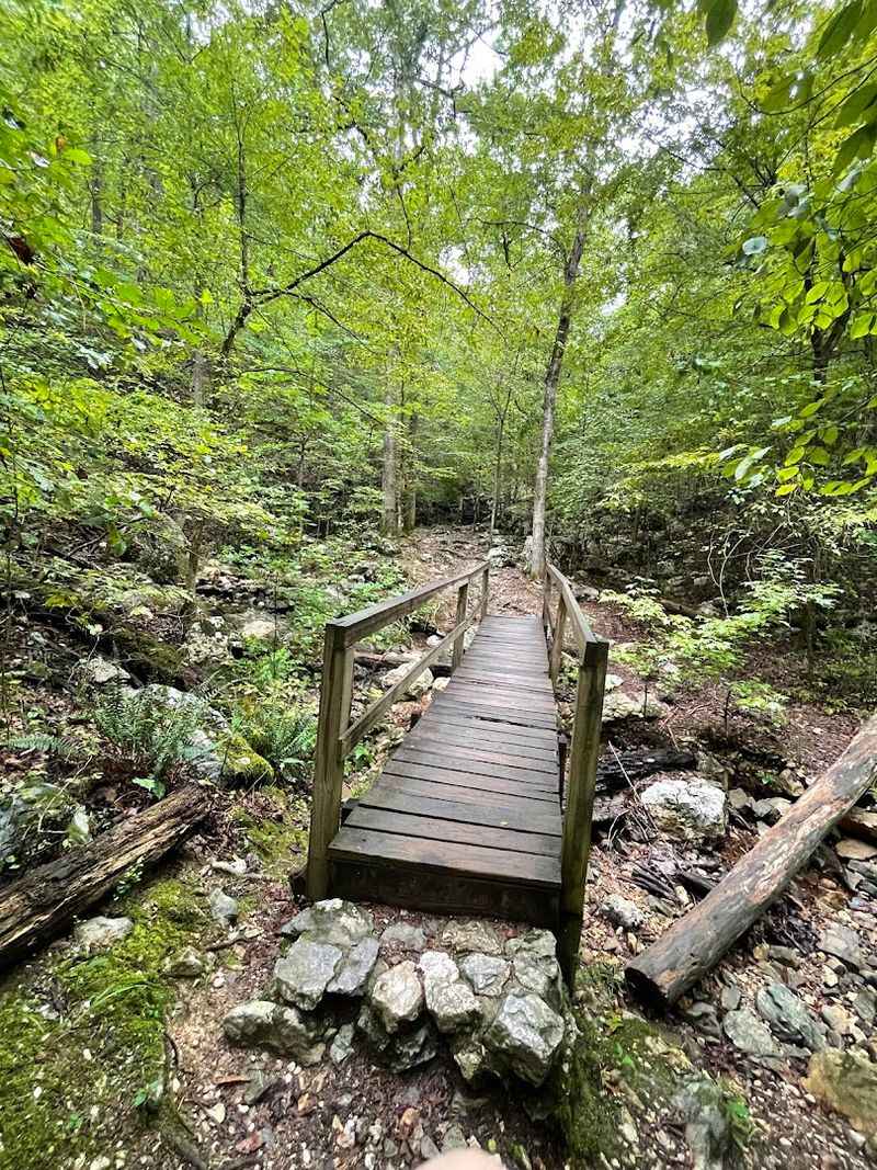 The Trails That Keep You Coming Back: Hiking Through Forest and Mountain