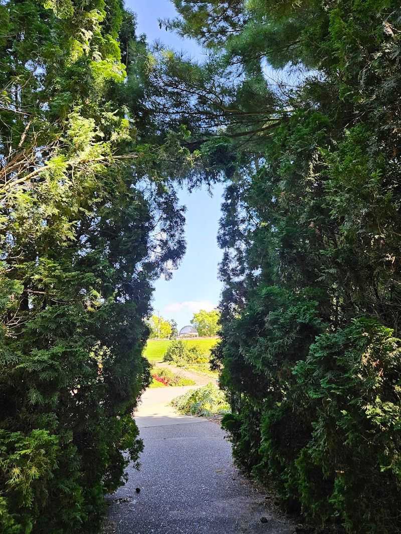 The Tree-Lined Walkway That Sets the Mood