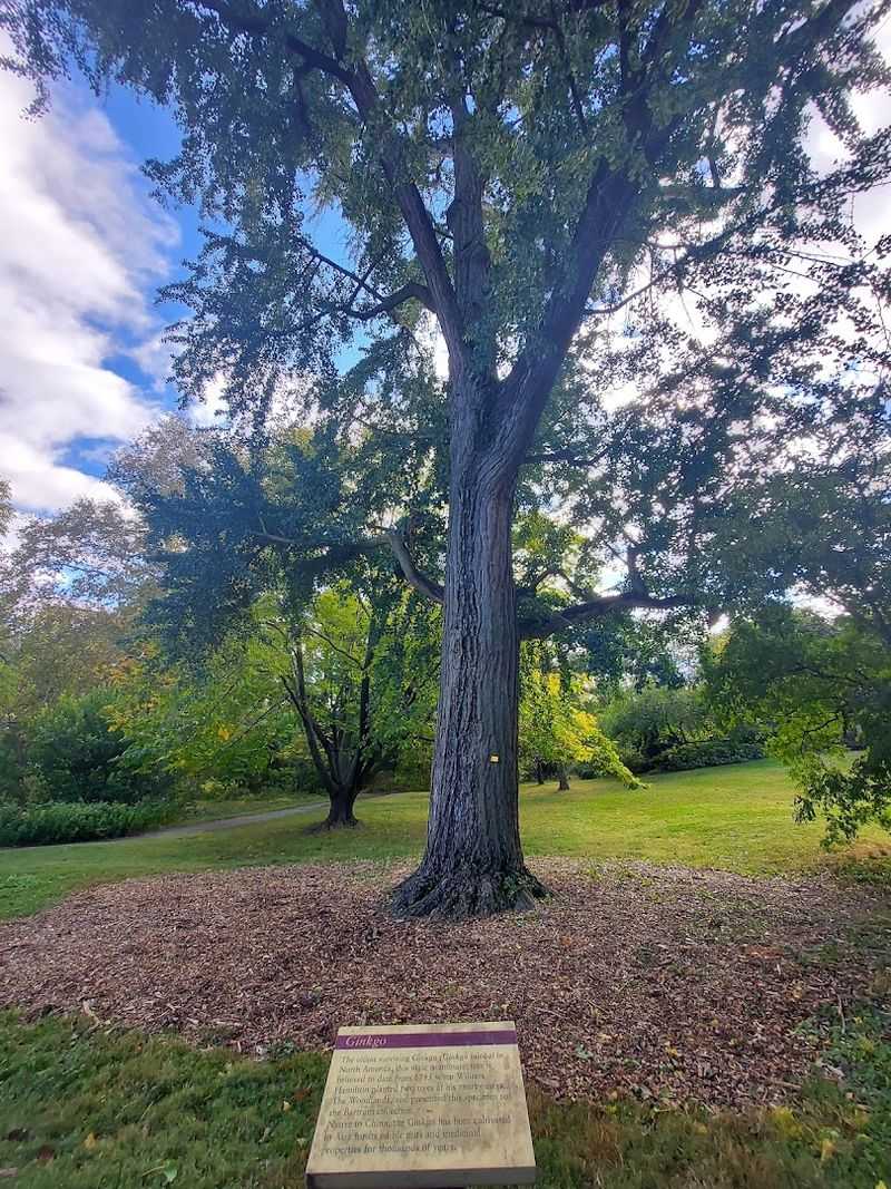 The Tree That Outlived an Entire Era