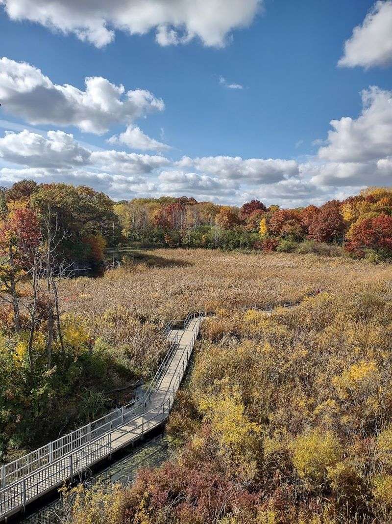 The Treetop Trail That Changes Everything The Treetop Trail That Changes Everything