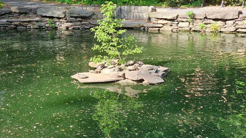 The Turtle Population That Steals Every Visit The Turtle Population That Steals Every Visit