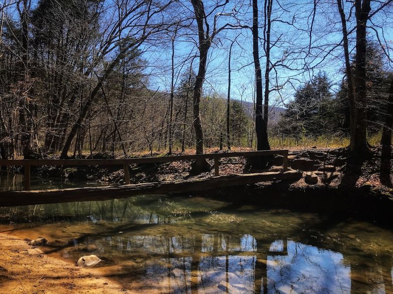 The Two Tree Bridges: A Trail Feature Worth Noting The Two Tree Bridges: A Trail Feature Worth Noting