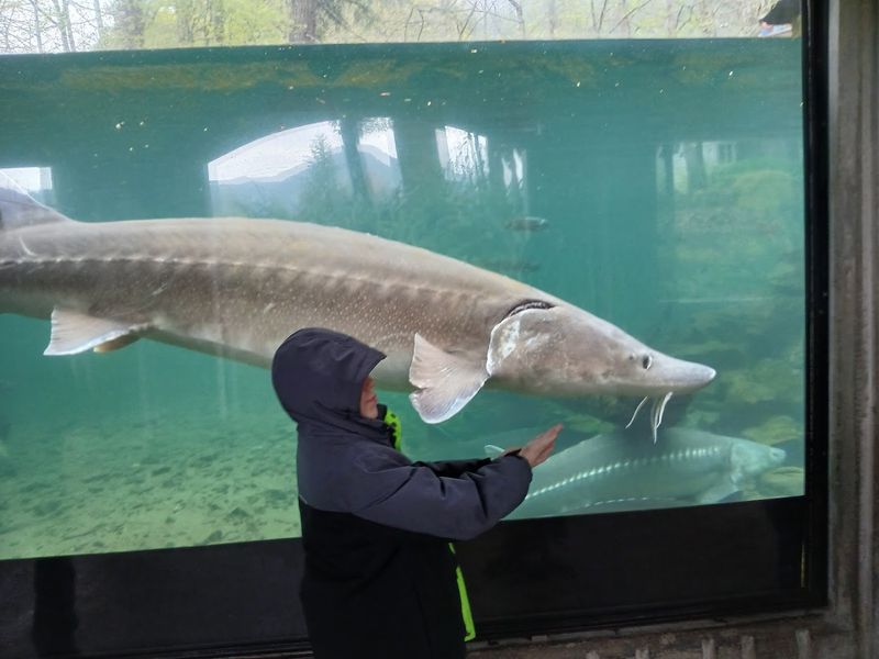 The Underground Sturgeon Viewing House