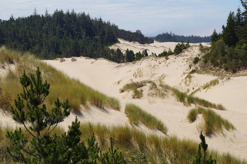 The Visitor Center: Your Starting Point in Reedsport