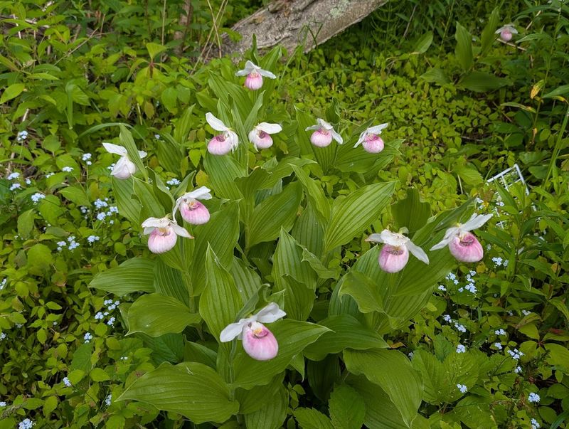 The Wildflowers That Make People Stop Mid-Step The Wildflowers That Make People Stop Mid-Step