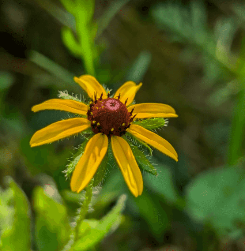 The Wildflowers That Refuse To Give Up The Wildflowers That Refuse To Give Up