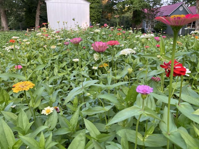 The Wildflowers That Steal the Show The Wildflowers That Steal the Show