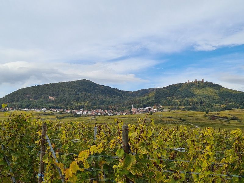 The Wine Route That Runs Right Through the Village