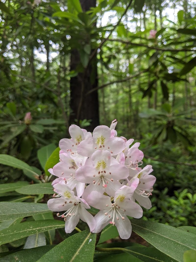 The Conservation Story Behind the Blooms The Conservation Story Behind the Blooms