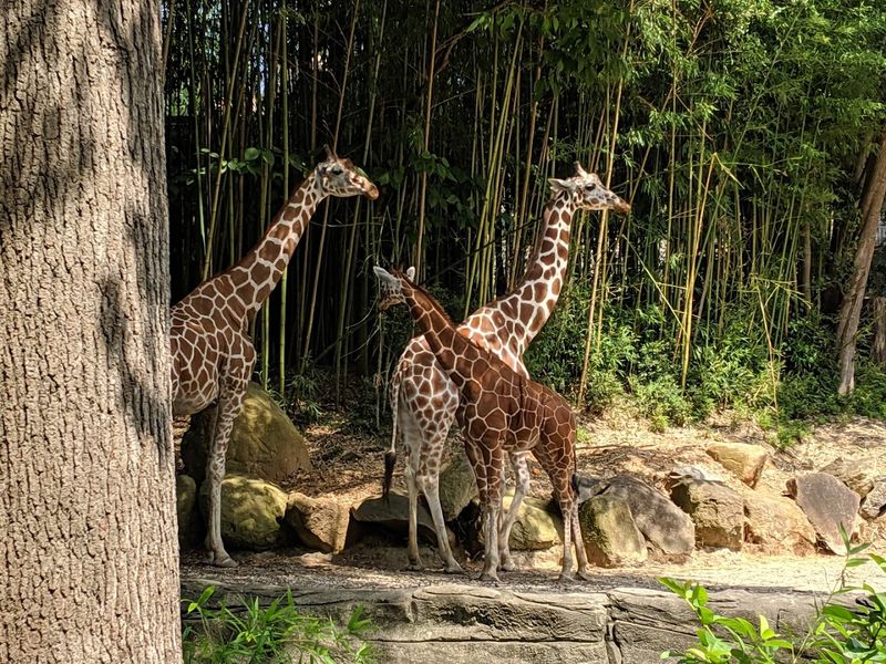The Zoo Side: African and Australian Wildlife Up Close The Zoo Side: African and Australian Wildlife Up Close