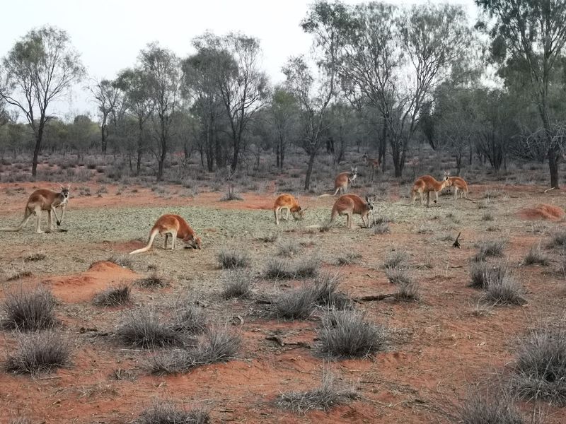 There Are More Kangaroos Than People There Are More Kangaroos Than People