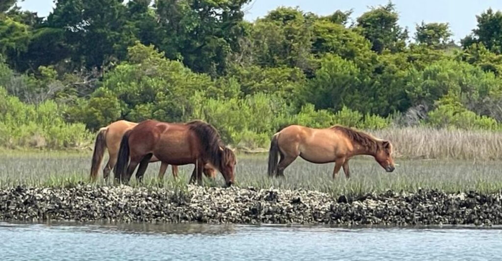 These 10 North Carolina Wildlife Havens Bring You Closer to Animals Than You Ever Imagined