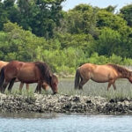 These 10 North Carolina Wildlife Havens Bring You Closer to Animals Than You Ever Imagined