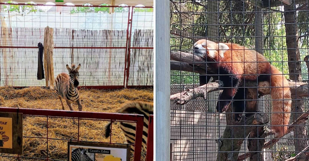 These 10 Places in Illinois Let You See Adorable Baby Animals Up Close