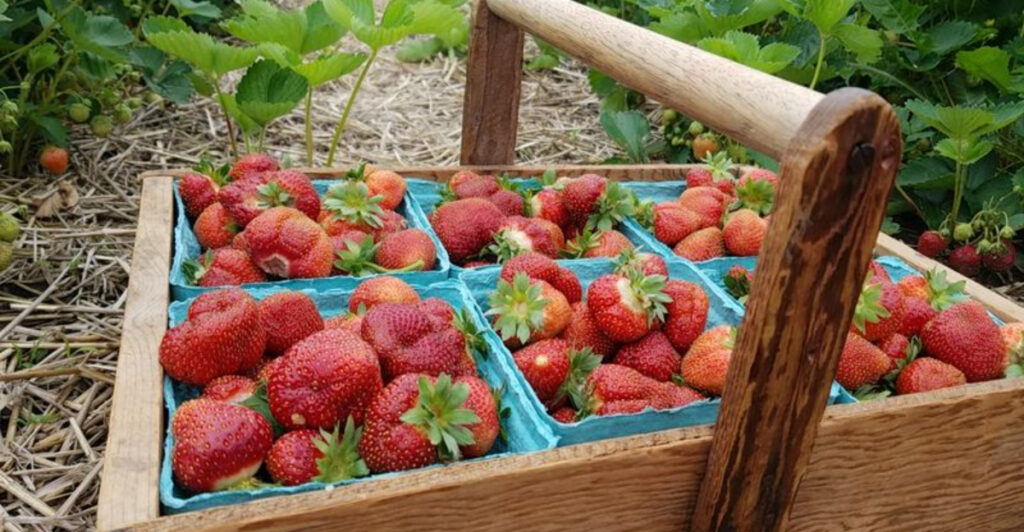 These 12 Illinois U-Pick Farms Turn Fresh Strawberries Into the Ultimate Summer Day Trip