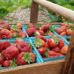 These 12 Illinois U-Pick Farms Turn Fresh Strawberries Into the Ultimate Summer Day Trip