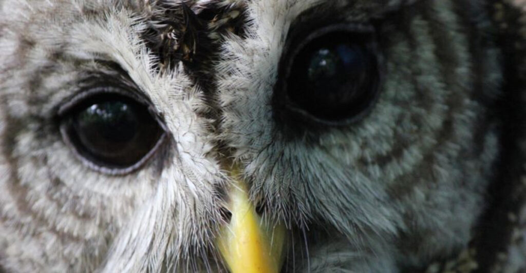 These 12 Oklahoma Animal Sanctuaries Offer Heartwarming Experiences You Won’t Soon Forget