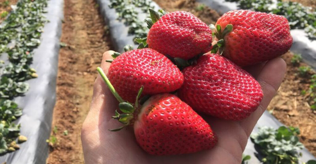 These 14 North Carolina Farms Offer Fresh Fruit-Picking Adventures Beyond the Usual Apple Orchards