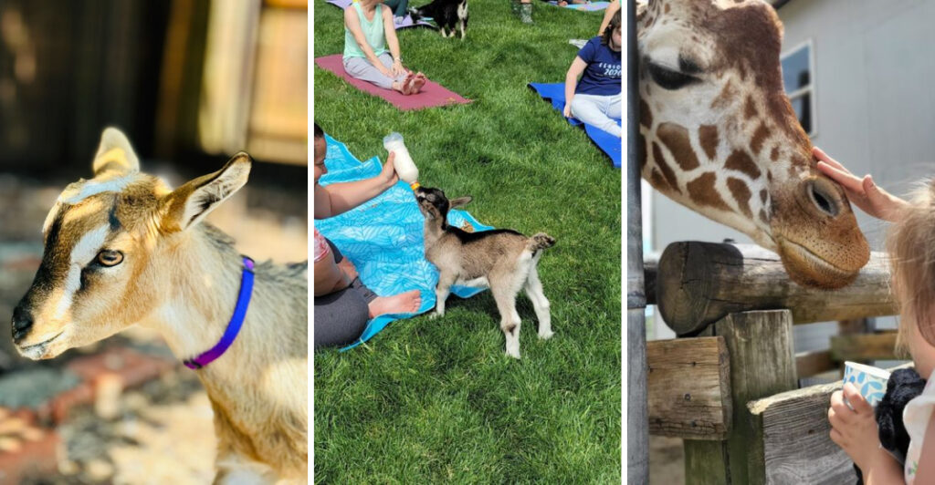 These North Carolina Petting Farms Let You Bottle-Feed Baby Goats, Hold Bunnies, and Stay as Long as You Like