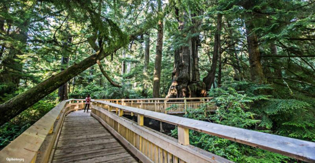 This 1-Mile Walk in Oregon Is One of the Easiest Ways to Experience a Pristine Old-Growth Forest