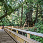 This 1-Mile Walk in Oregon Is One of the Easiest Ways to Experience a Pristine Old-Growth Forest