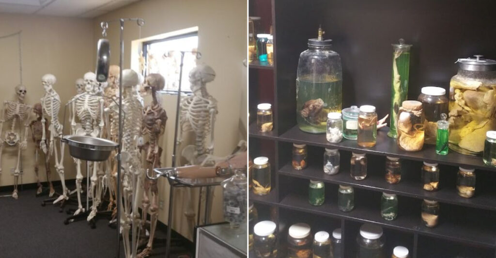 This 5,000-Square-Foot Wisconsin Warehouse Is Filled With Skeletons and Specimen Jars