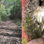This Atlanta Trail Turns Discarded Doll Heads Into Eerie Forest Art