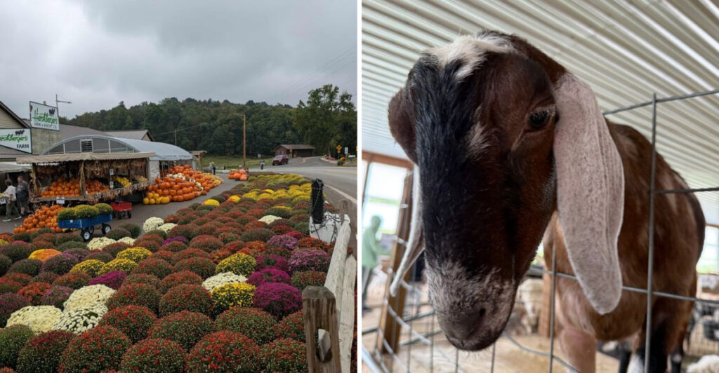 This Beloved Ohio Farm Market Is Famous For Homemade Treats And Unexpected Visitors