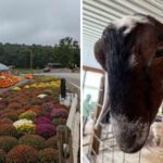 This Beloved Ohio Farm Market Is Famous For Homemade Treats And Unexpected Visitors