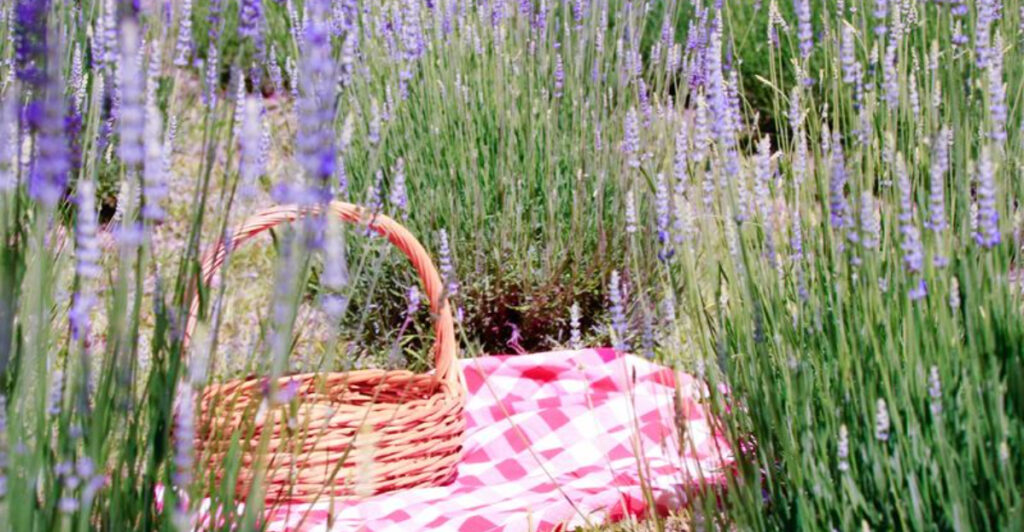 This Blooming Lavender Farm Is One of North Carolina’s Most Photogenic Destinations