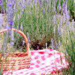 This Blooming Lavender Farm Is One of North Carolina’s Most Photogenic Destinations