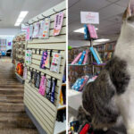 This Charming Illinois Bookstore Combines Endless Aisles of Books With Adorable Resident Cats
