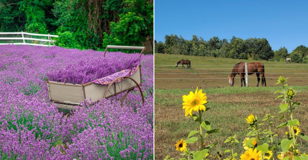 This Former Ski Lodge In Massachusetts Combines Honey, Lavender, Horses, And Stunning Views