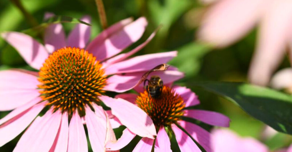 This Free Delaware Botanical Garden Has 3,000+ Plants, a Butterfly Trail, and Ice Cream Next Door