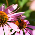 This Free Delaware Botanical Garden Has 3,000+ Plants, a Butterfly Trail, and Ice Cream Next Door