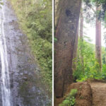 This Hawaii Trail Leads to a 150-Foot Waterfall Through a Movie-Famous Rainforest