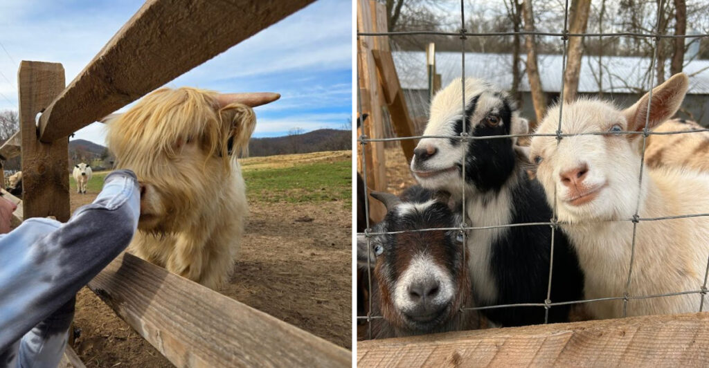 This Hidden Gem in North Carolina Offers Unforgettable Encounters With Highland Cows, Goats, and Donkeys