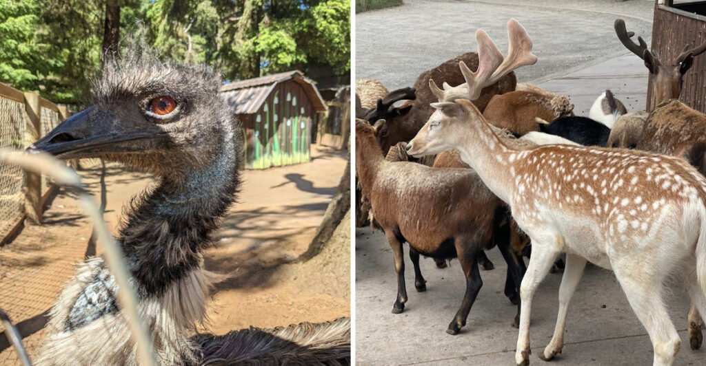 This Hidden Gem in Oregon Lets You Experience Free-Roaming Wildlife in a Whole New Way