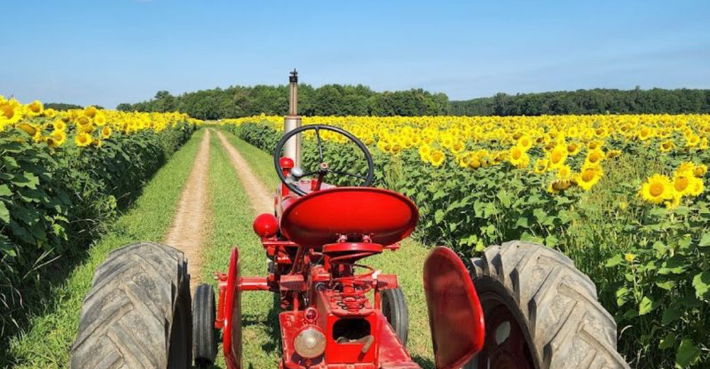 This Hidden Ohio Sunflower Farm Bursts Into A Sea Of Gold Every Summer