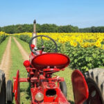 This Hidden Ohio Sunflower Farm Bursts Into A Sea Of Gold Every Summer