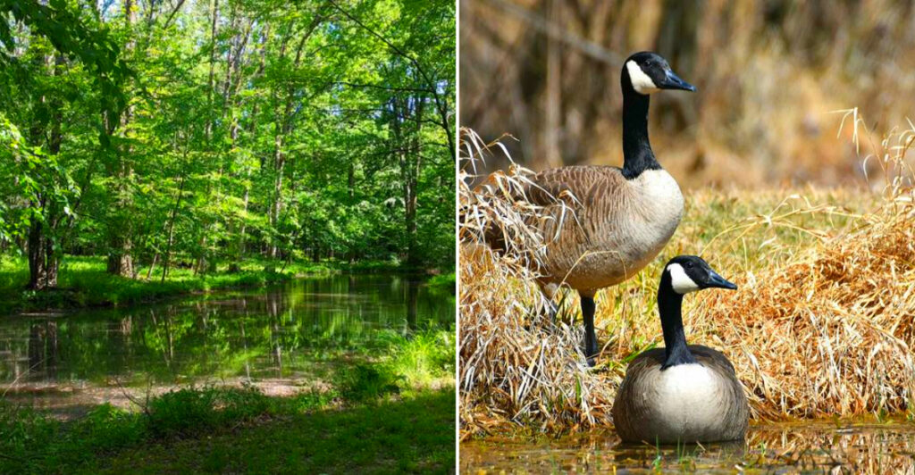 This Hidden Pennsylvania Arboretum Has 63 Acres of Forest Trails, Peaceful Ponds, and Stunning Native Trees