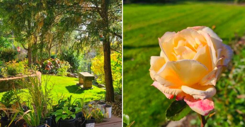 This Hidden Pennsylvania Rose Garden Has 2,000 Blooms and Is Ranked Among America’s Best